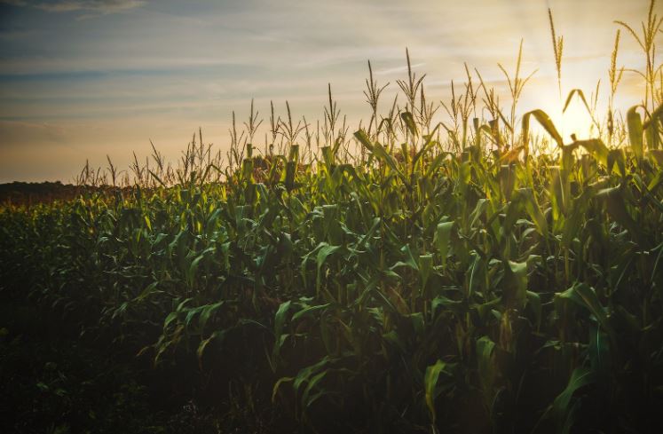 Michigan Farmers Eligible for Direct Assistance