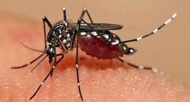 Asian tiger mosquitoes identified in Wayne County