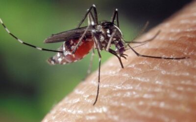 Residents Urged to Protect Against Mosquito Bites