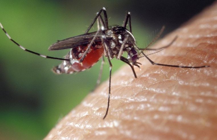 First mosquito-borne virus of 2022 detected