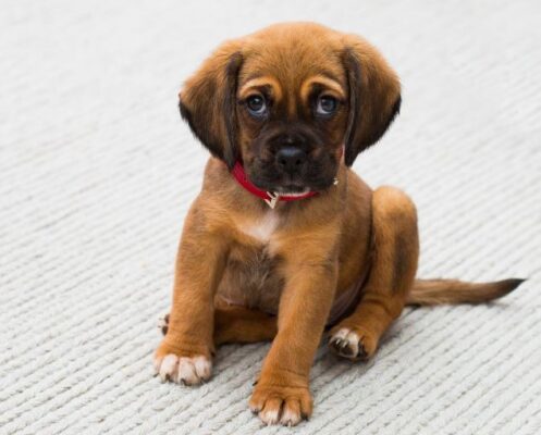 Humane Society Warns Consumers of Heightened Puppy Scams