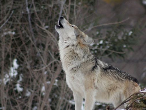 Michigan wolf surveys show stable, healthy population