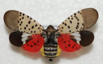 Michiganders to be on lookout for spotted lanternfly