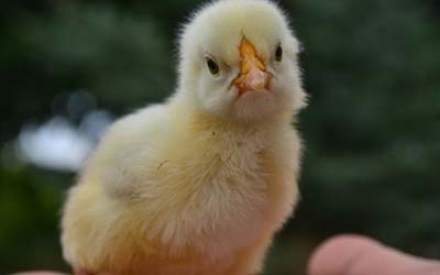 spring chicks may carry Salmonella