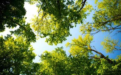 DNR announces Tree City and Tree Campus designations
