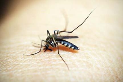 Mosquitoes carrying Eastern Equine Encephalitis virus found