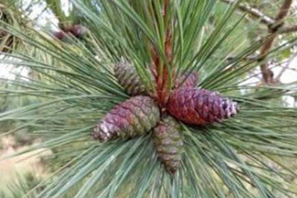 DNR: Have a bushel of fun picking pine cones