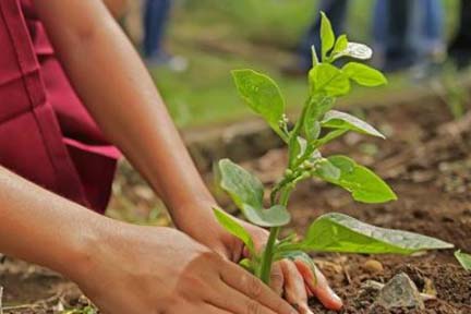 Earth Day Tree Planting in Royal Oak Township Park