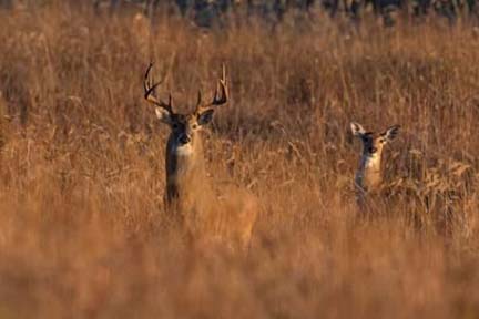 2021 deer seasons included targeted CWD surveillance