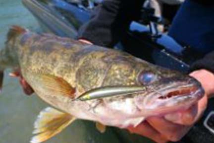 DNR asks anglers to report tagged walleye