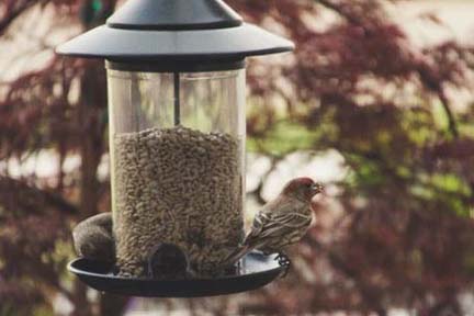 Removal of bird feeders help reduce spread of avian influenza