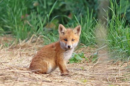 Pathogenic avian influenza confirmed in three red fox kits
