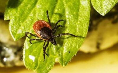 Guidance on creating tick-safe zones around the home