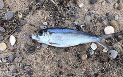 Natural fish kills may be common during spring thaw