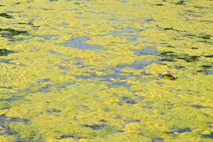 New tool available to track harmful algal bloom