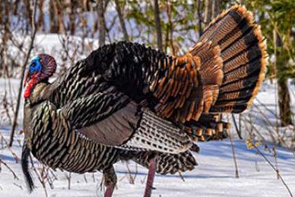 DNR: Good time to reflect on wild turkey’s comeback