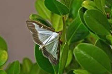 DNR: Invasive box tree moth found in Lenawee County