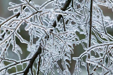 DNR: Cleanup tips for winter storm-damaged trees