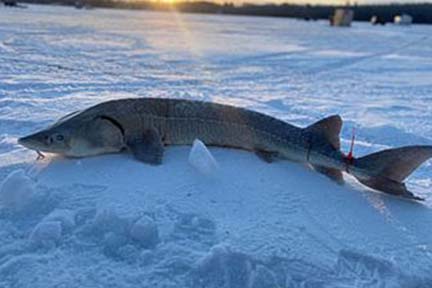 2023 Black Lake sturgeon season begins Feb. 4