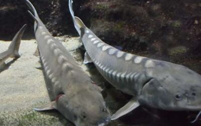 Saugatuck Brewing Company and DNR to protect lake sturgeon