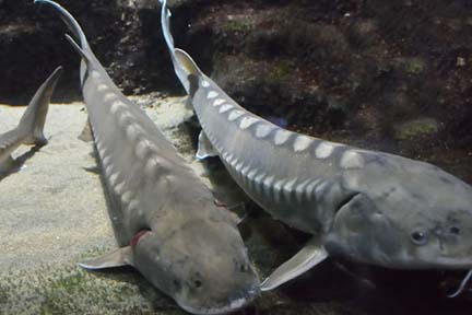 Saugatuck Brewing Company and DNR to protect lake sturgeon