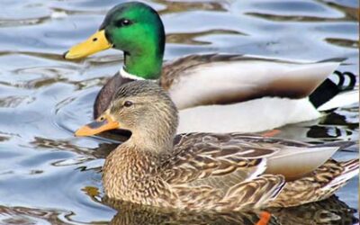 Enjoy guided birding tours at Michigan’s Wetland Wonders