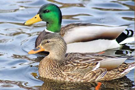 The great escape: Helping out urban mallards