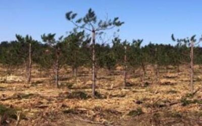 DNR News – What’s with those trees?
