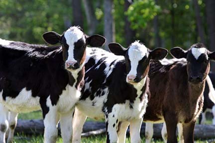 Dairy Business Grant Now Accepting Applications