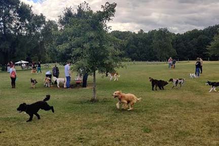 FREE entry to Oakland County Dog Parks on Aug. 26