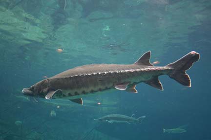 DNR News: Black Lake sturgeon season begins Feb. 3