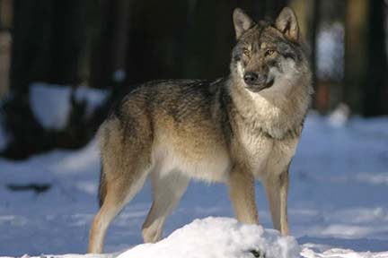 Showcasing the DNR: estimate wolf abundance in Upper Peninsula