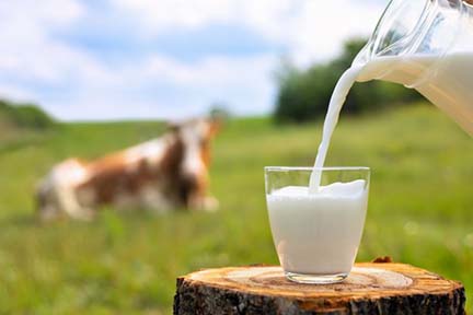 Risks of consuming raw (unpasteurized) milk and milk products