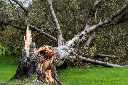 AG Sues Tree Service Companies for Price Gouging