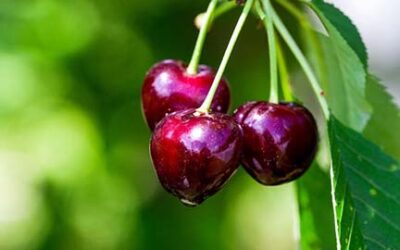 Disaster Declaration Helps Cherry Farmers in Eight Counties