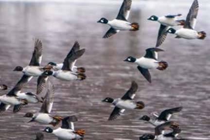 Discover Michigan’s weird and wonderful winter ducks