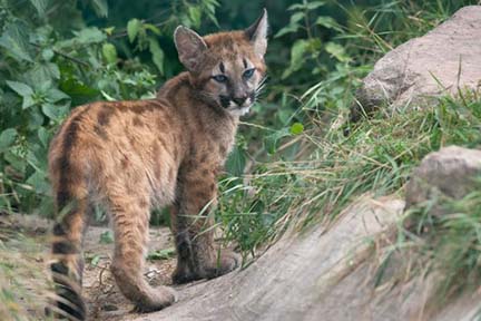 First cougar cubs verified in Michigan in more than a century