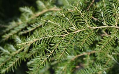 Plan now for spring treatment of hemlock woolly adelgid