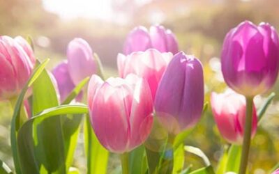 MDARD Helps Keep Tulip Time Blooming