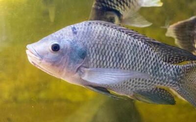 Michigan releases 2025 Eat Safe Fish Guides